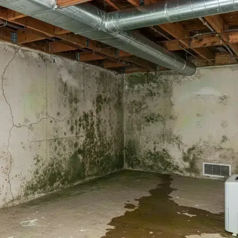 Professional Mold Removal in Calverton Park, MO